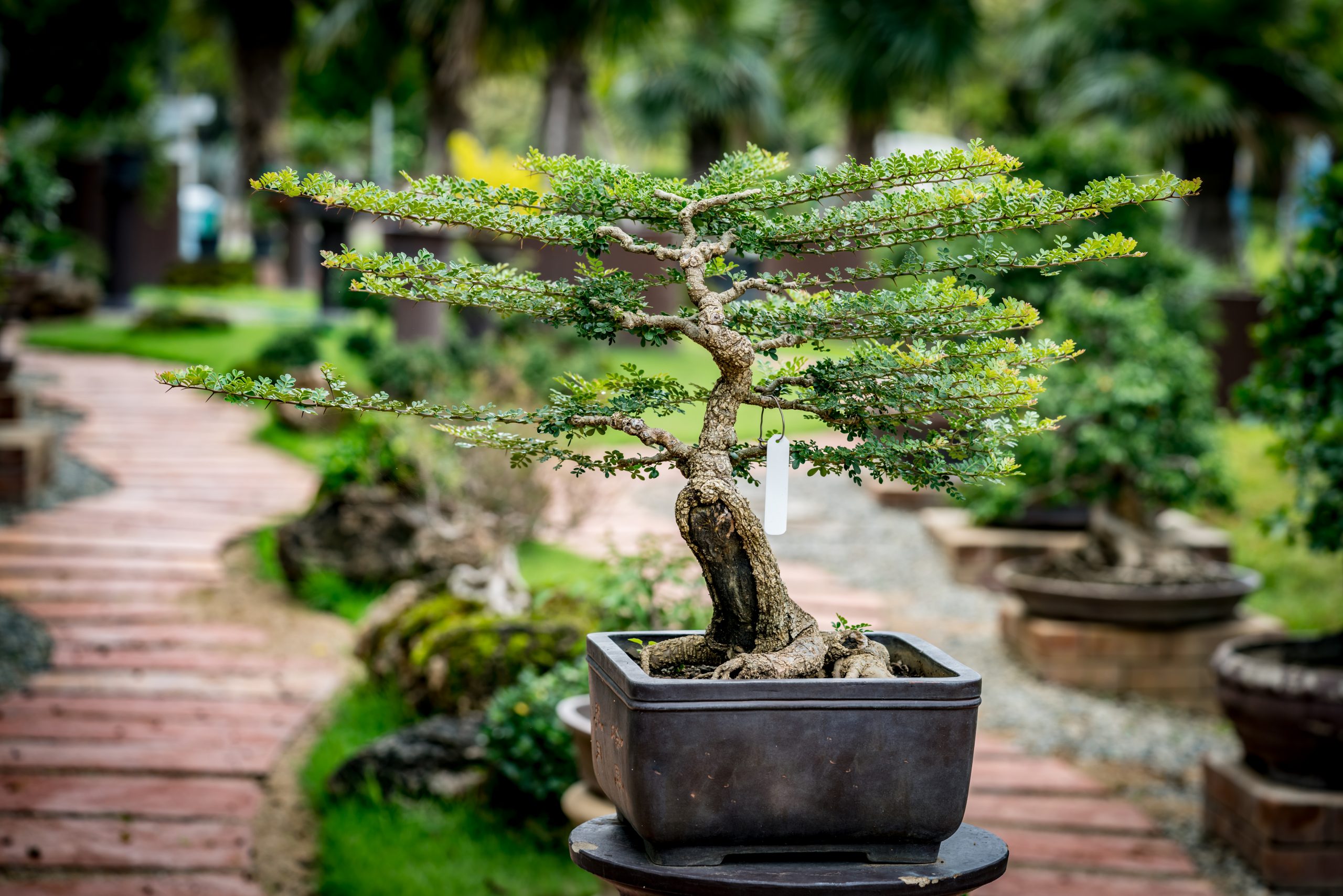 Growing Bonsai Even if You Are a Beginner - Southeast AgNET