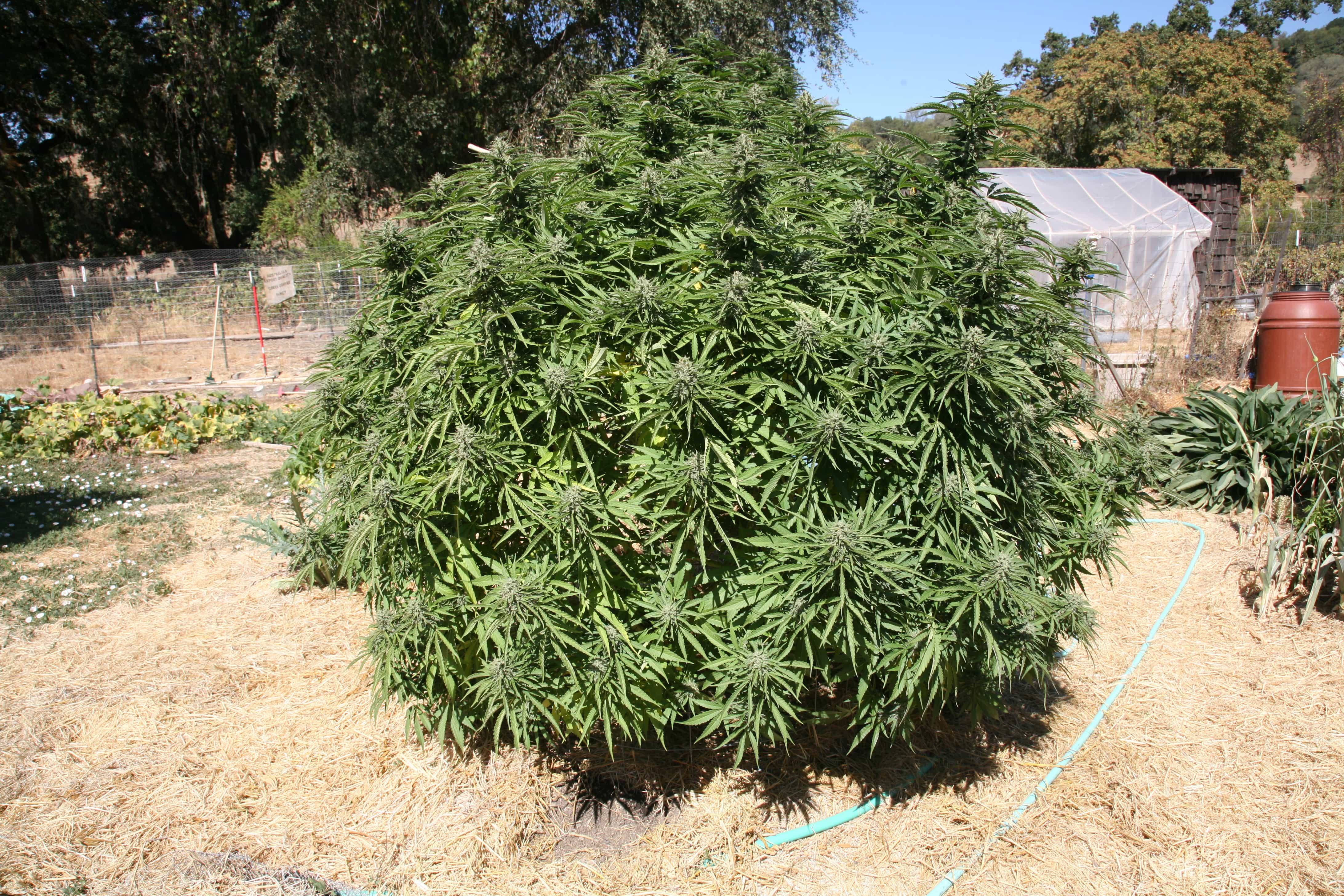 Grow Q&A: How Do I Grow Huge Outdoor Pot Plants Next Season?