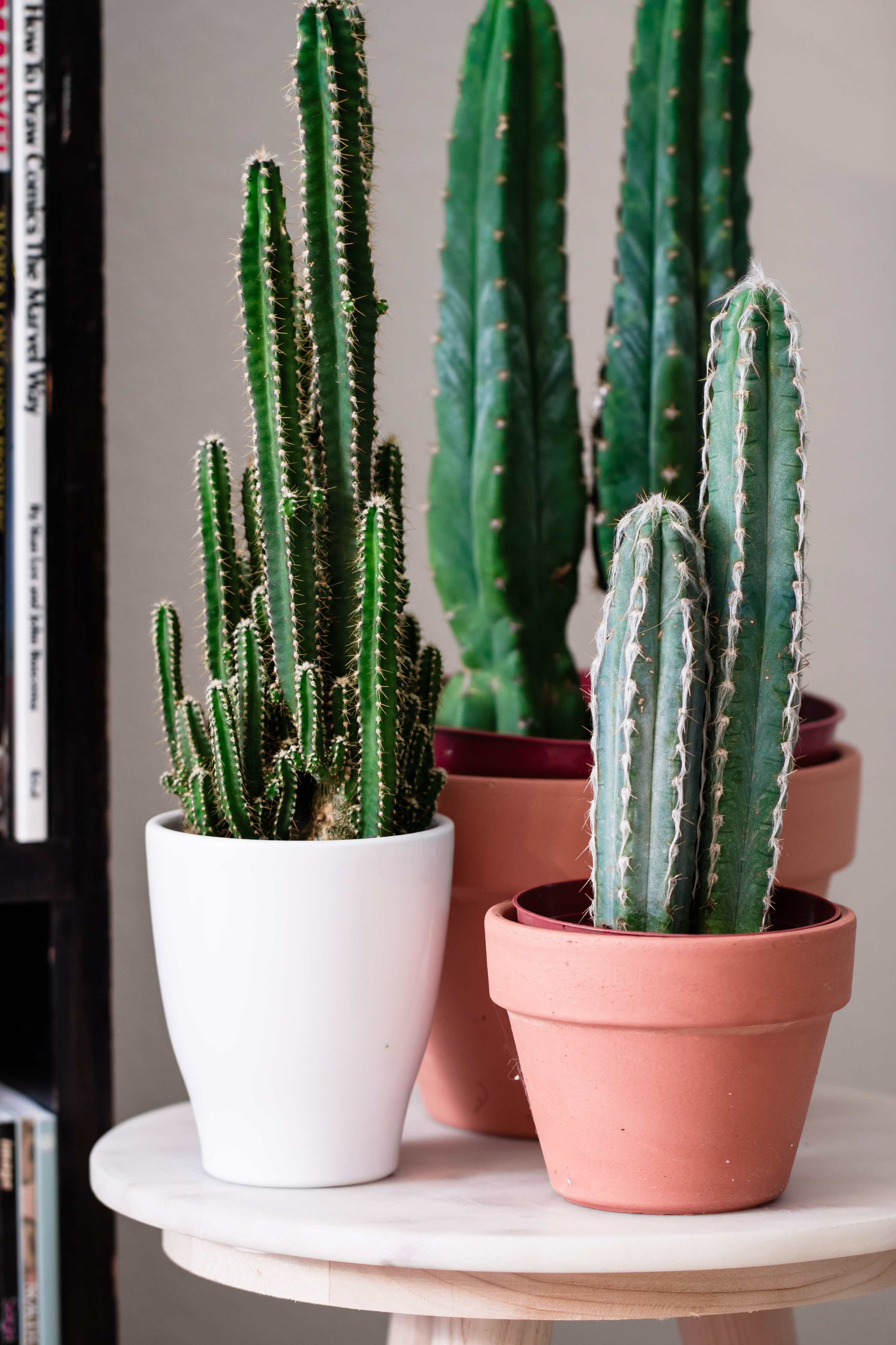 Plant Shelfie - Nerdy Living