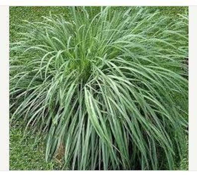 CITRONELLA Grass Seeds Essential Oil | Etsy