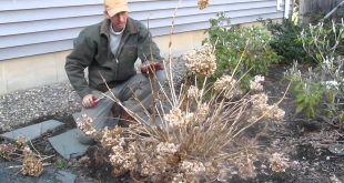 Caring For Hydrangeas