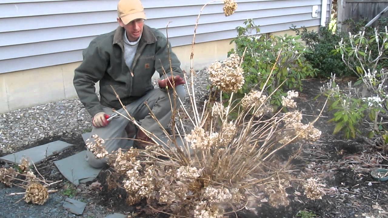 Pruning Hydrangeas Fine Gardening - Hydrangea